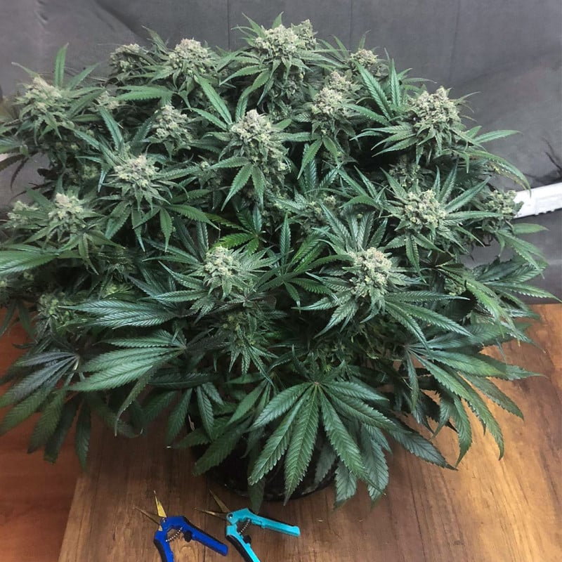 Blueberry von Dutch Passion