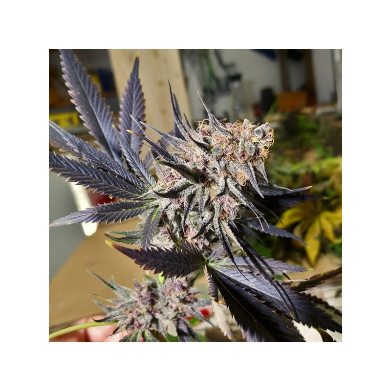 Blueberry von Dutch Passion