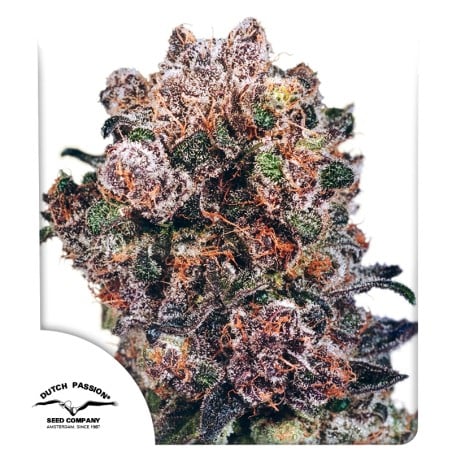 Blueberry von Dutch Passion