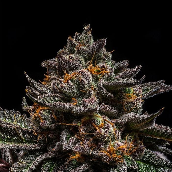 Brain Cake von Ripper Seeds