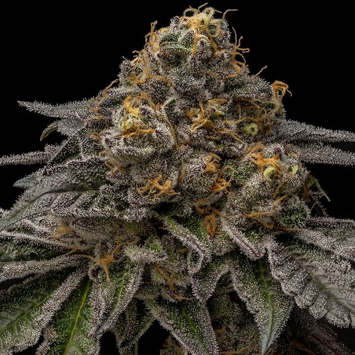 Break Pad Breath von Ripper Seeds