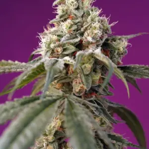 Bruce Banner Auto von Sweet Seeds