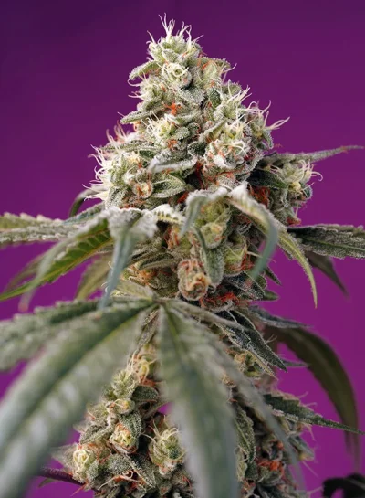 Bruce Banner Auto von Sweet Seeds