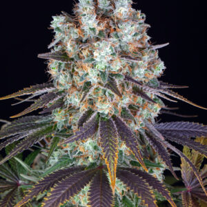 Bruce Banner Barney's Farm
