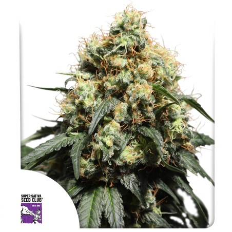 Bruce Lemon Diesel von Dutch Passion