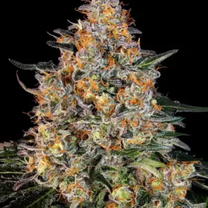 Bubba Kush Barney’s Farm