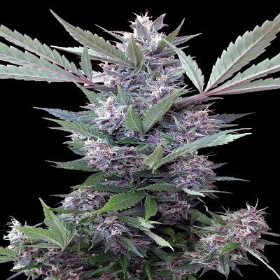 Bubba Kush x PCK von ACE Seeds