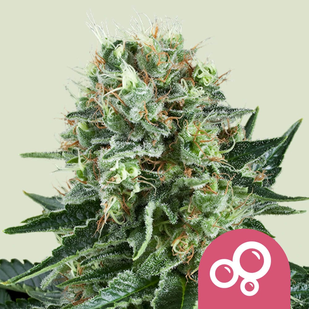 Bubble Kush von Royal Queen Seeds