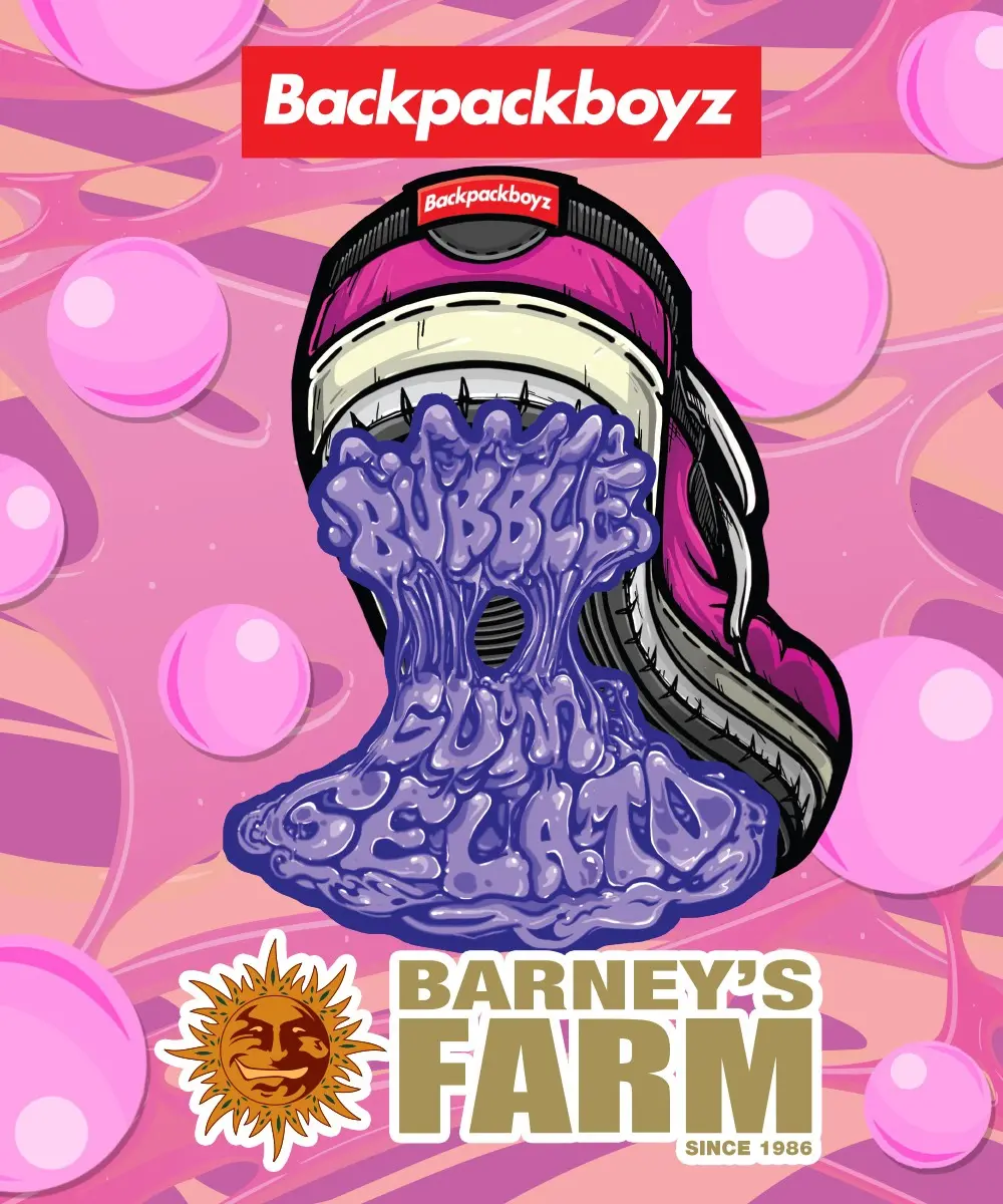 Bubblegum Gelato Barney's Farm