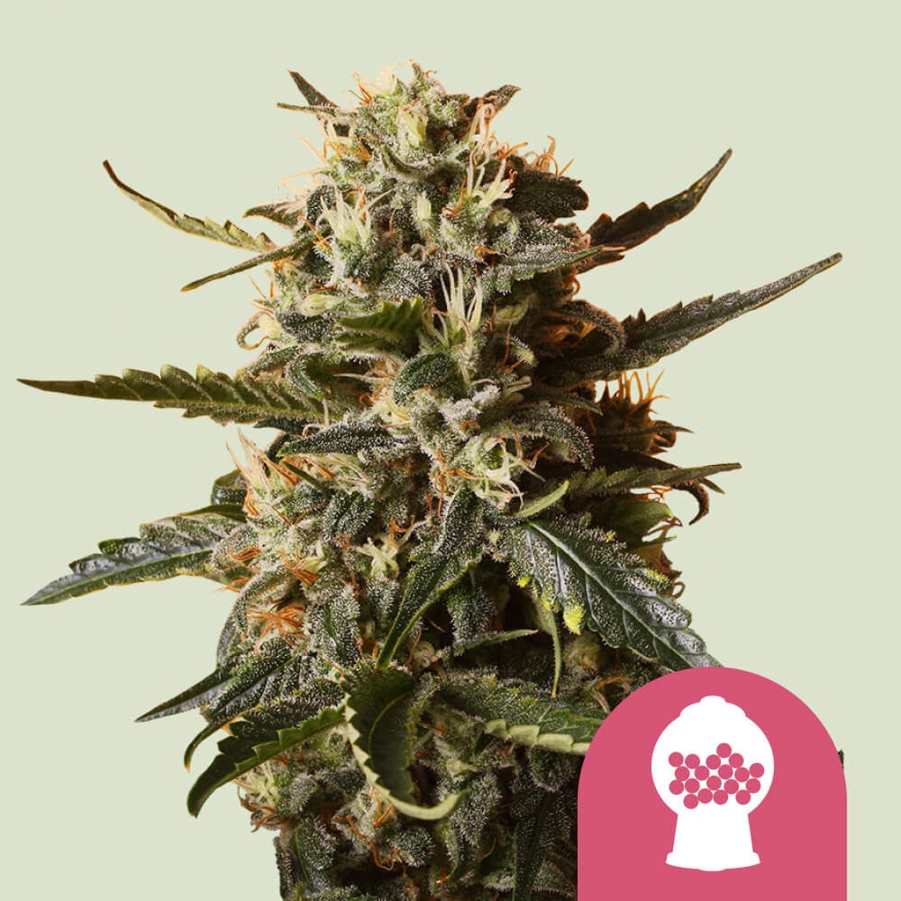 Bubblegum XL von Royal Queen Seeds