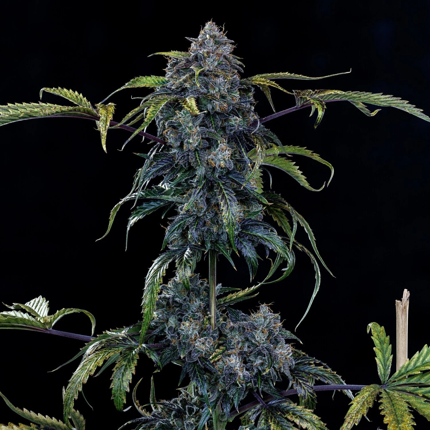 butters' breath 3+2er – mephisto genetics (autoflower samen)