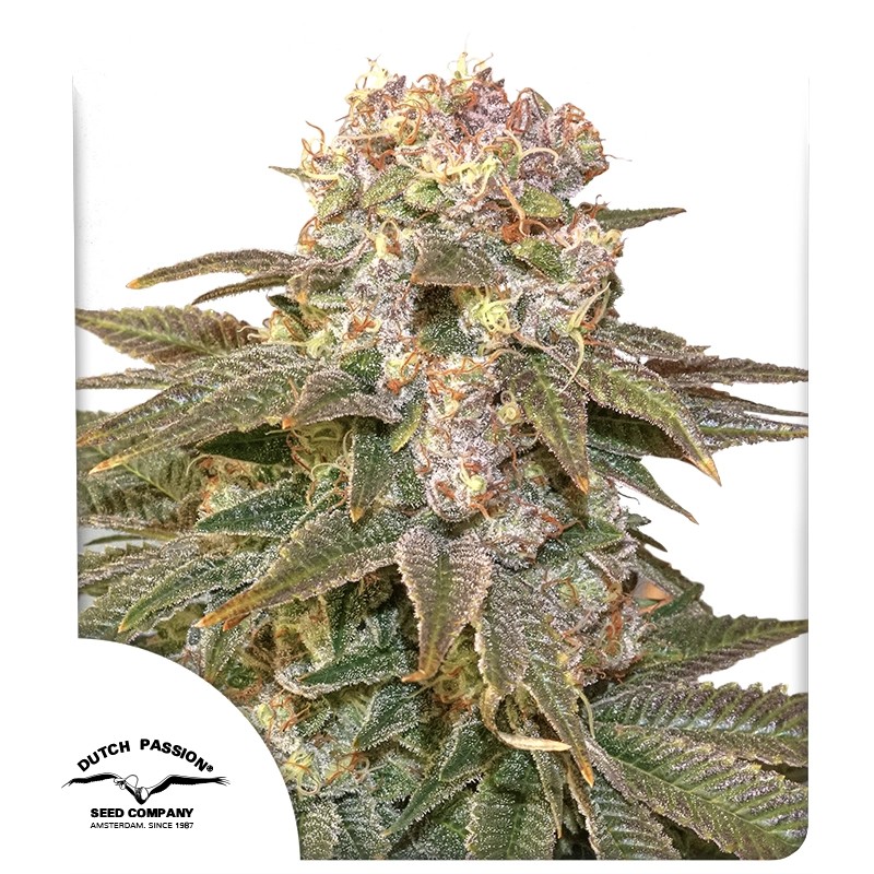 C-Vibez von Dutch Passion
