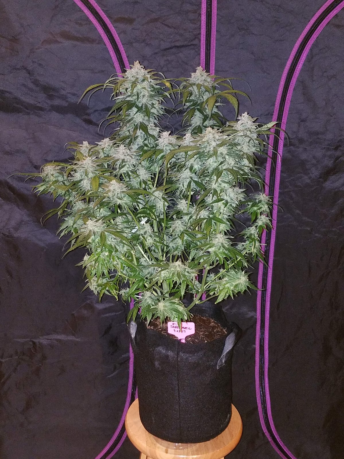 Tangie Auto von Fast Buds