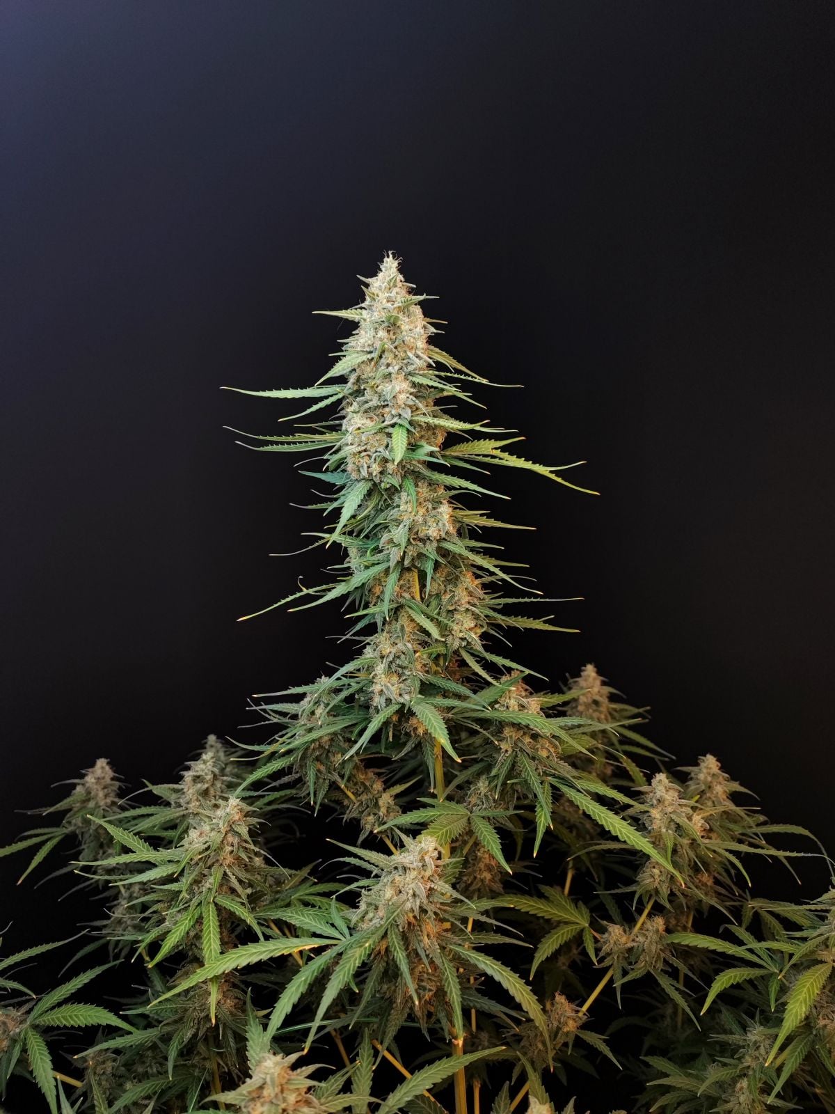 Sour Diesel Auto von Fast Buds