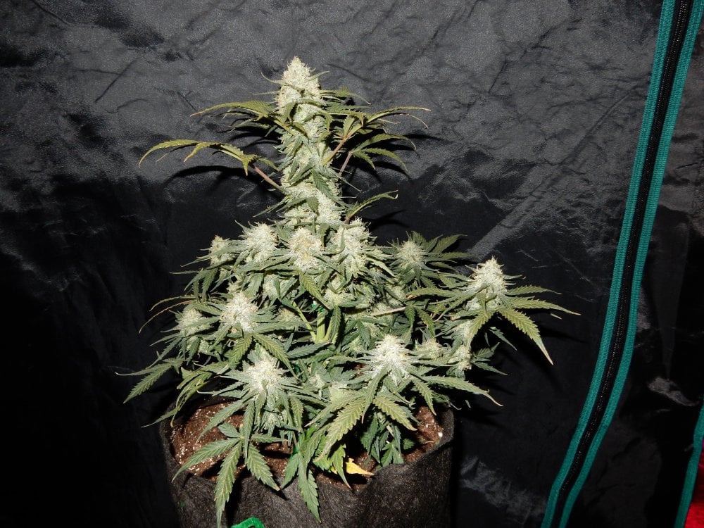 West Coast O.G. Auto von Fast Buds