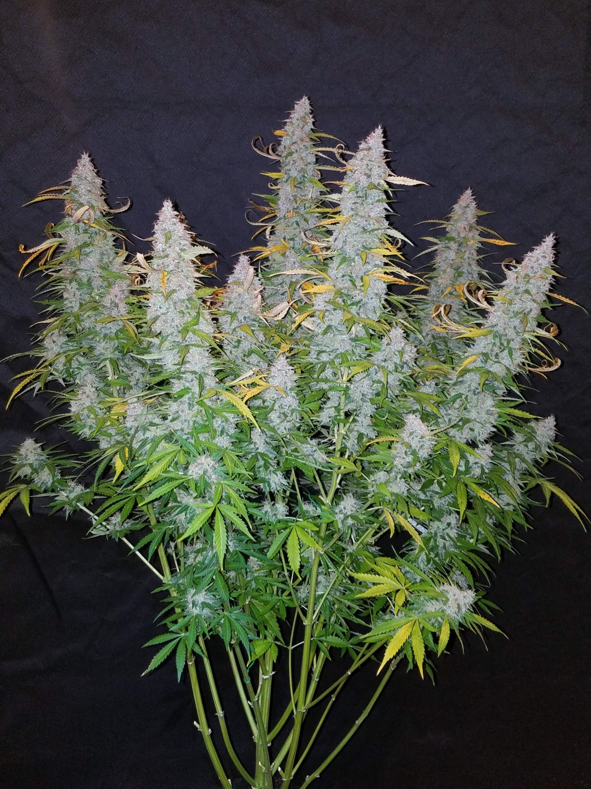 Californian Snow Auto von Fast Buds