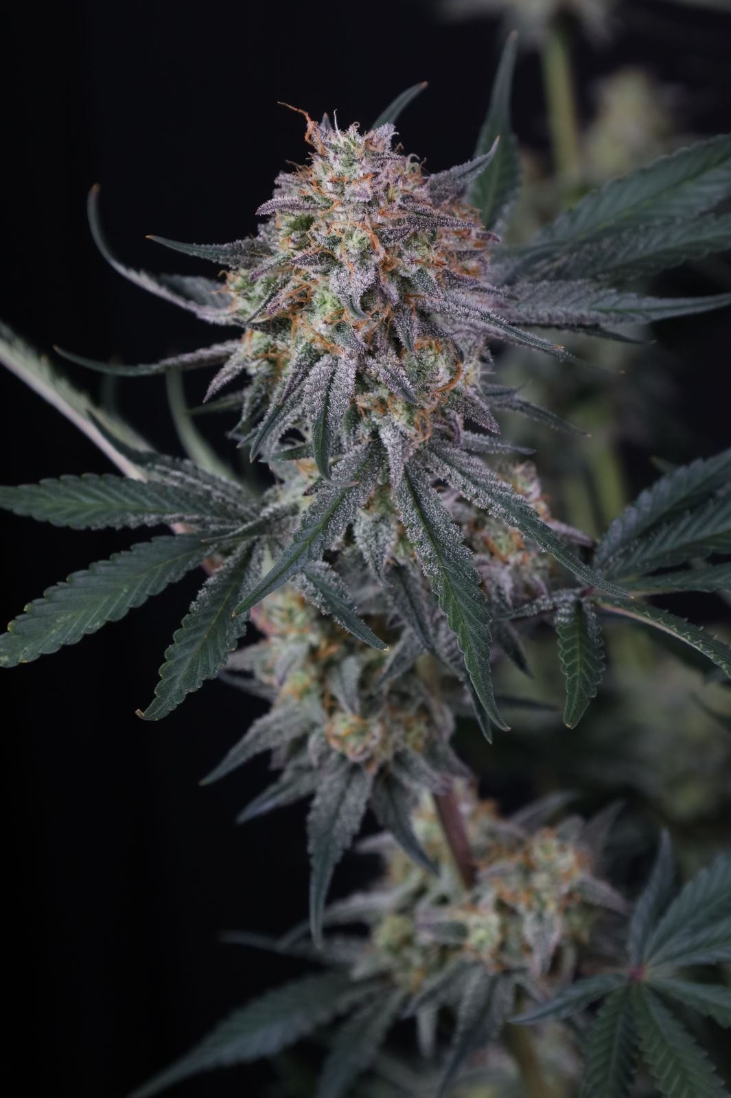 Lemon Tree Auto von Fast Buds
