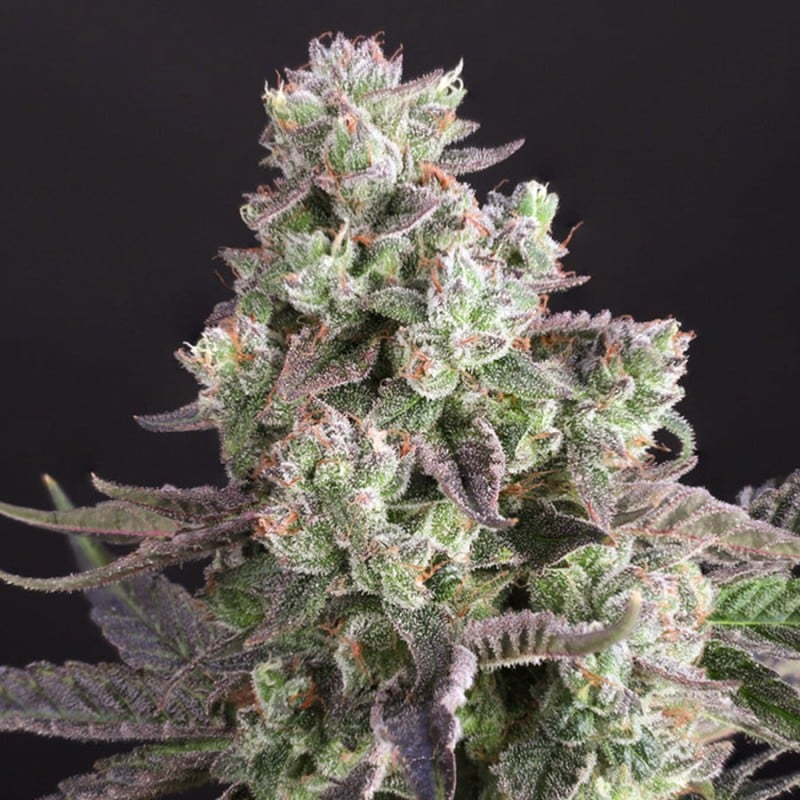 Candy Bubatz XL von Dutch Passion