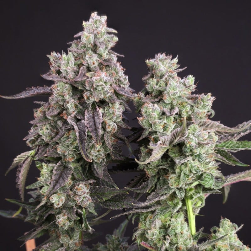Candy Bubatz XL von Dutch Passion