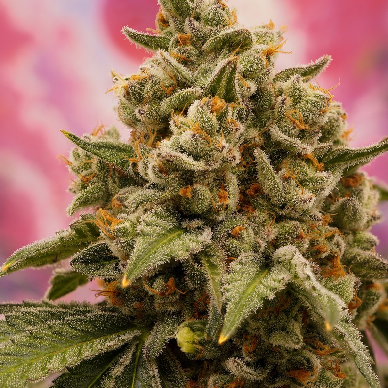 Candy Bubatz XL von Dutch Passion