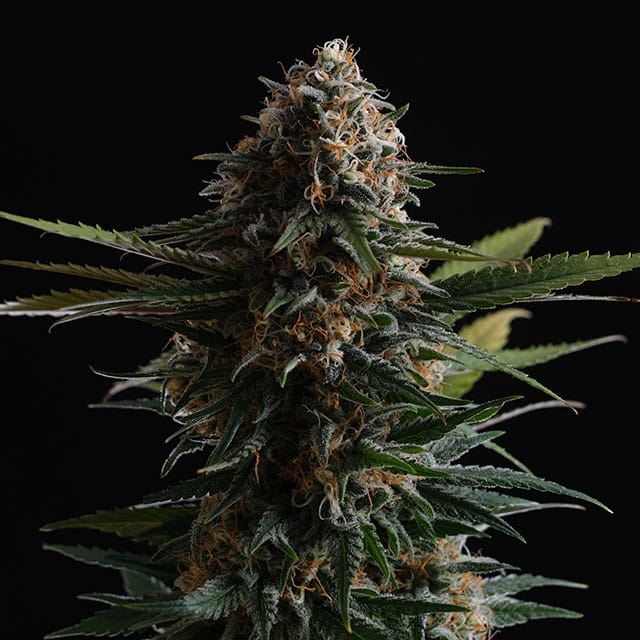 Candy Cream Go Fast von Kannabia Seed Company
