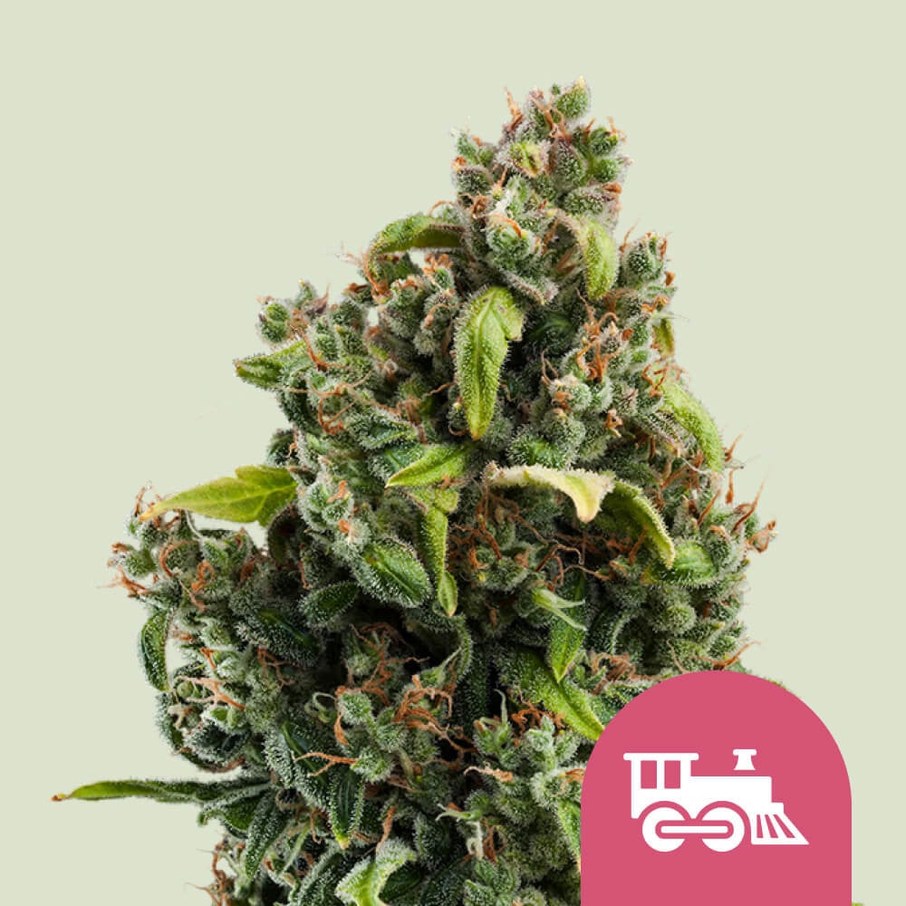 Candy Kush Express (Fast Flowering) von Royal Queen Seeds