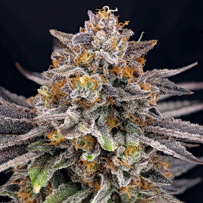 CandyGaz von Ripper Seeds
