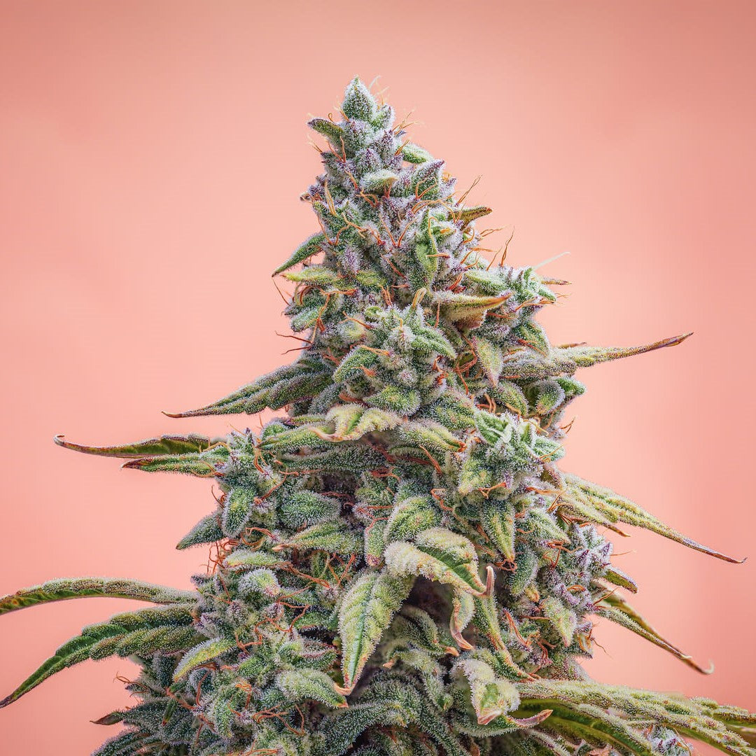 canna-cheese 1