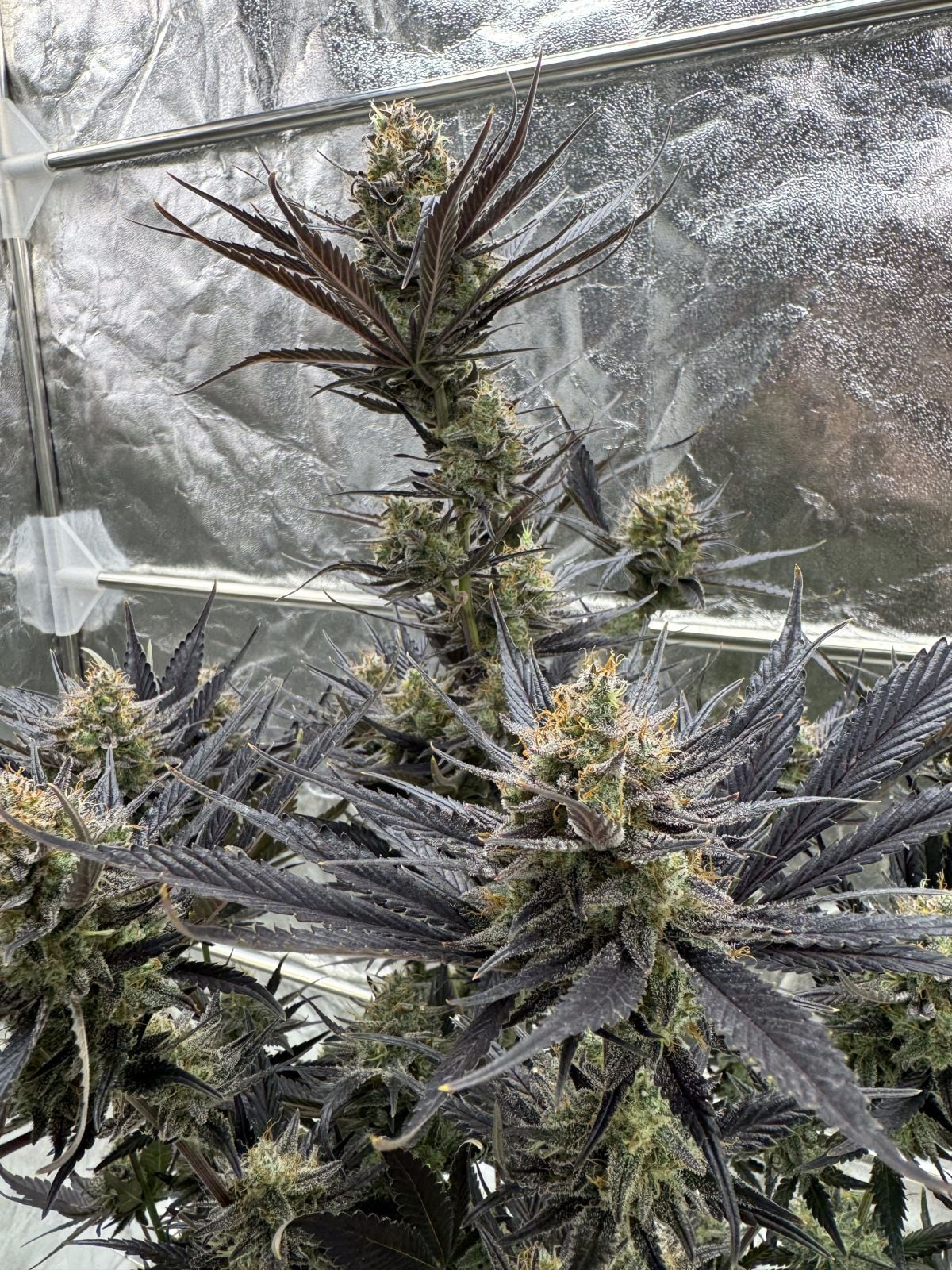 Guava Auto RF3 von Fast Buds