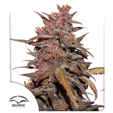 CBD Auto Blackberry Kush von Dutch Passion