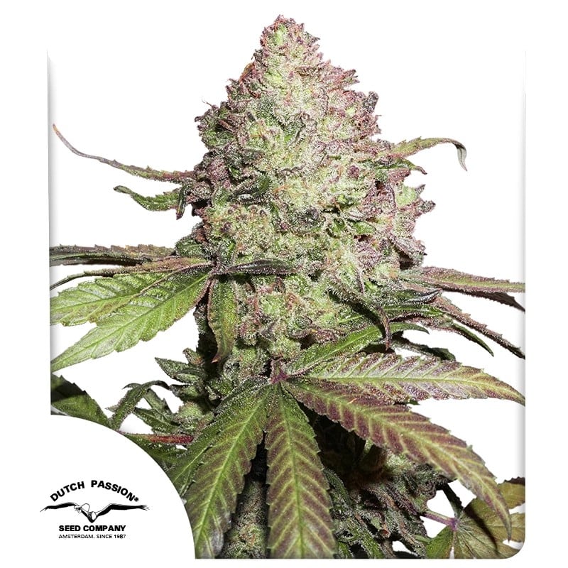 CBD Auto Charlotte’s Angel von Dutch Passion