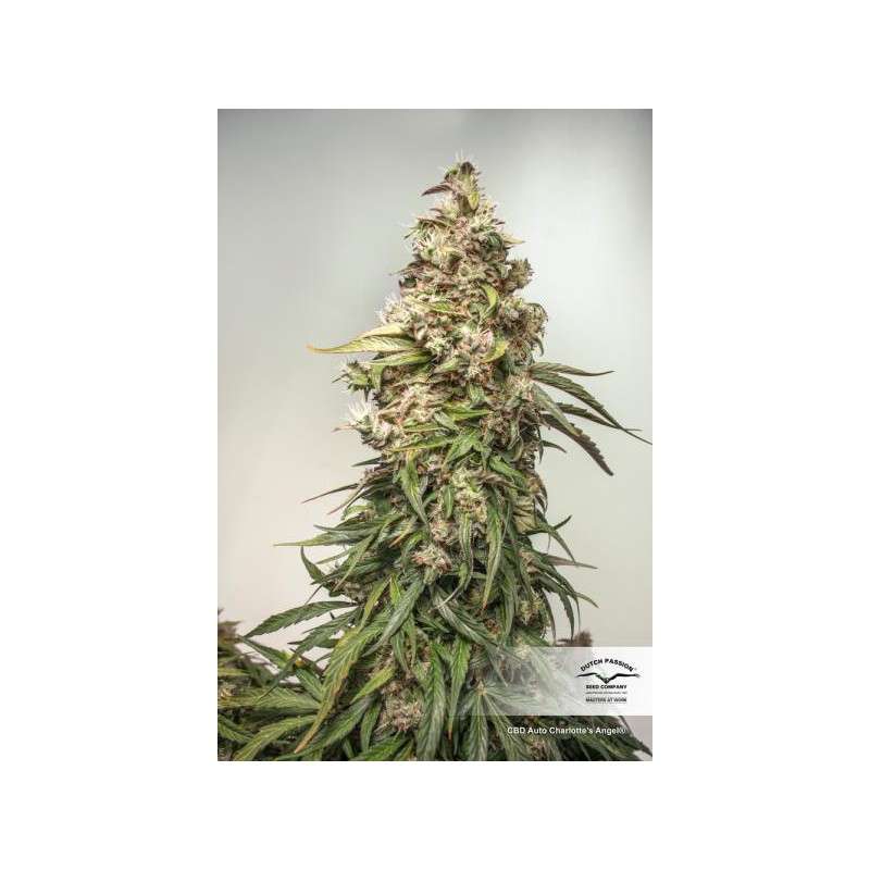 CBD Auto Charlotte’s Angel von Dutch Passion