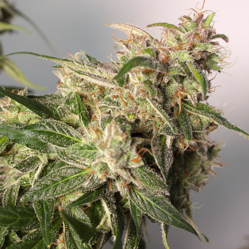 CBD Auto Charlotte’s Angel von Dutch Passion