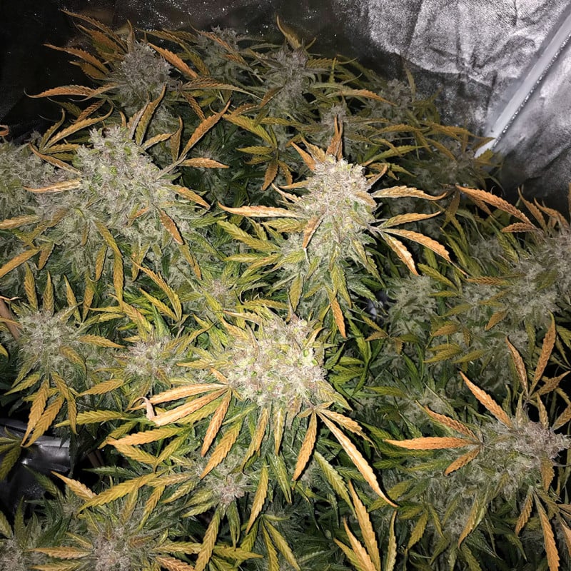 CBD Auto Charlotte’s Angel von Dutch Passion