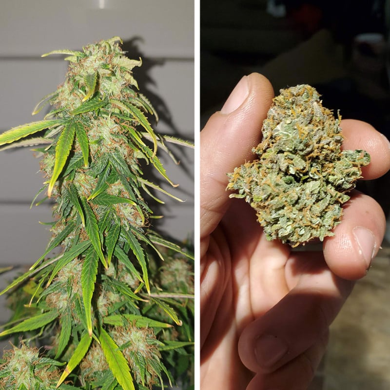 CBD Auto Charlotte’s Angel von Dutch Passion