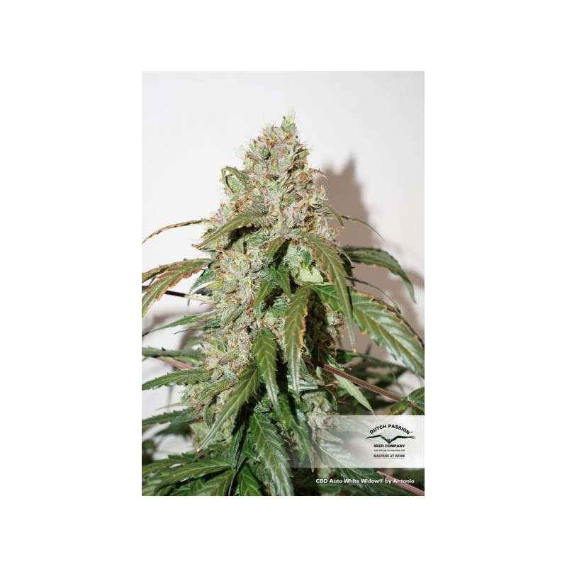 CBD Auto White Widow von Dutch Passion