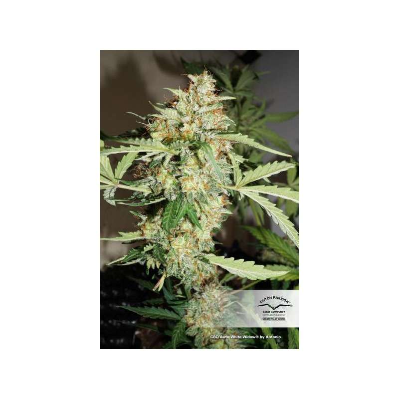 CBD Auto White Widow von Dutch Passion