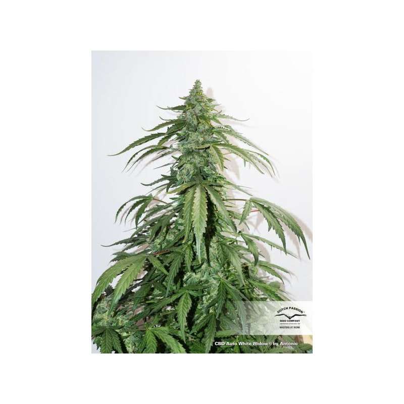 CBD Auto White Widow von Dutch Passion