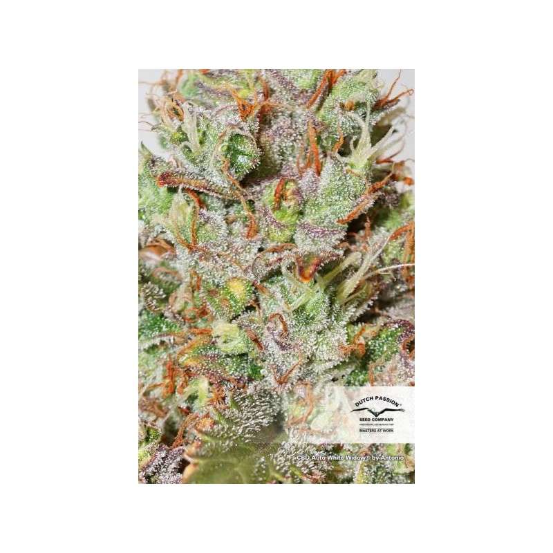 CBD Auto White Widow von Dutch Passion