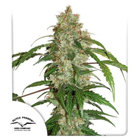 CBD Auto White Widow von Dutch Passion