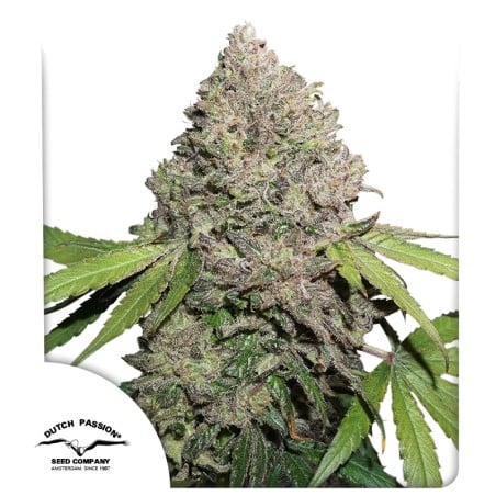 CBD Charlotte’s Angel von Dutch Passion