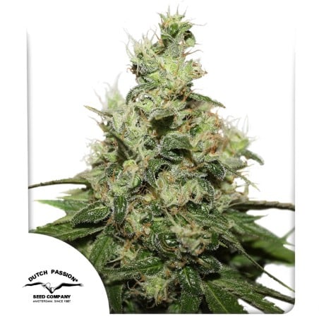 CBD Kush von Dutch Passion