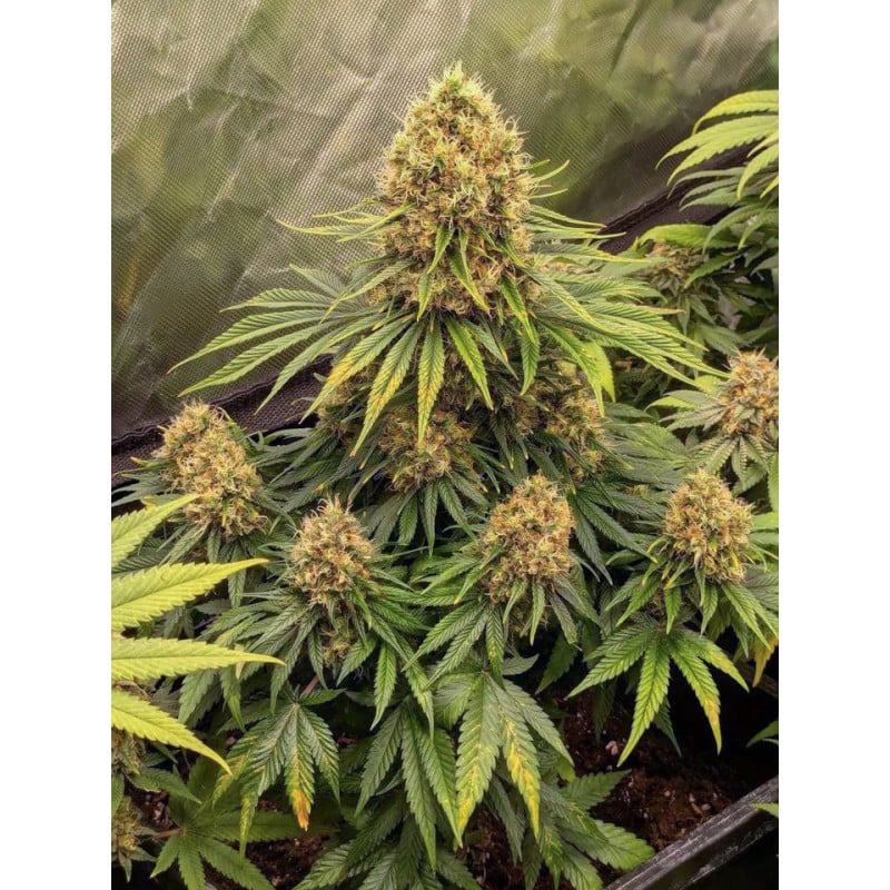 CBD Mazar von Dutch Passion