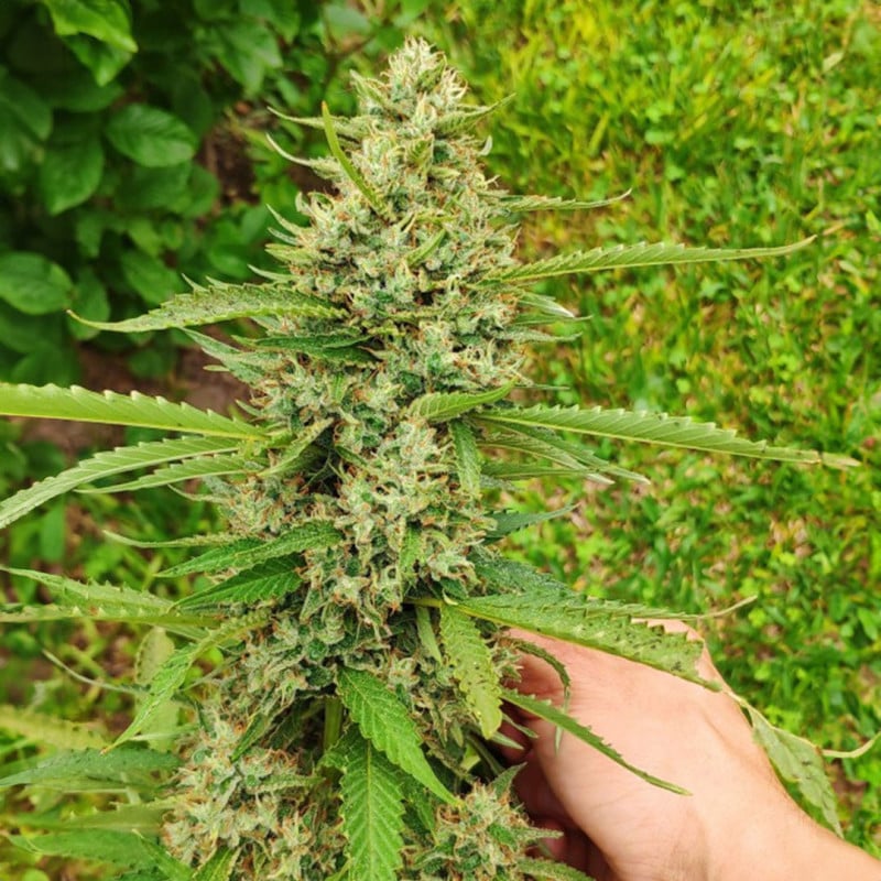CBD Mazar von Dutch Passion