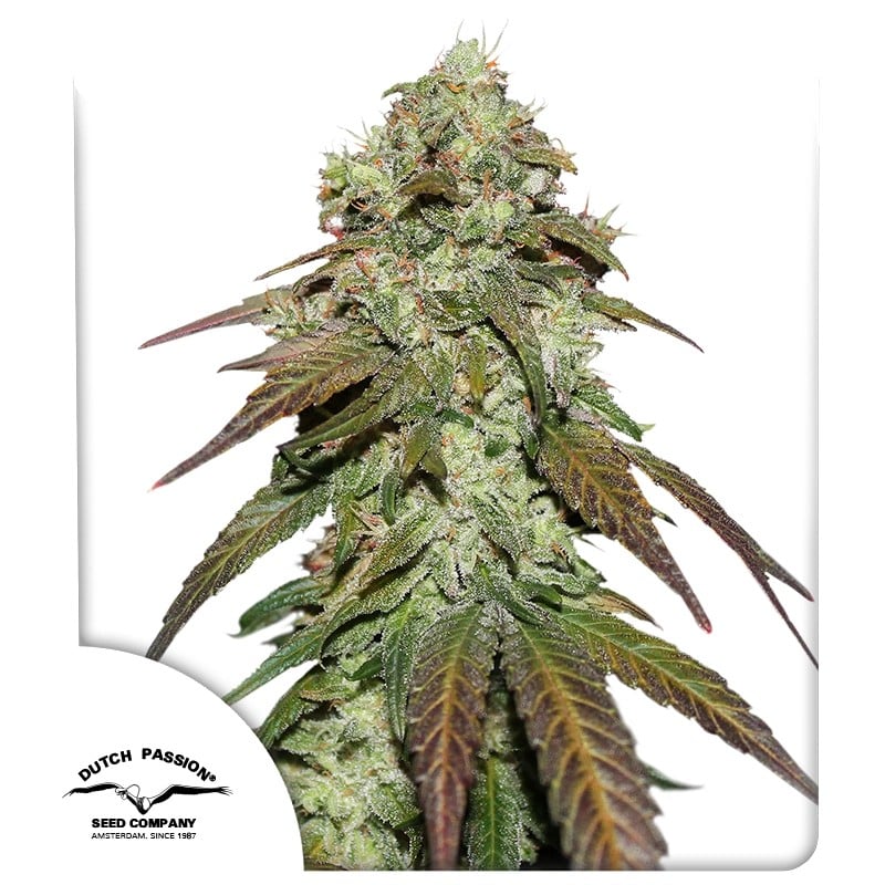 CBD Mazar von Dutch Passion