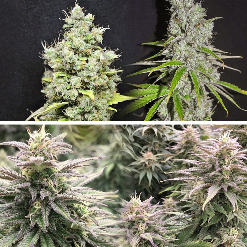 CBD Skunk Haze von Dutch Passion