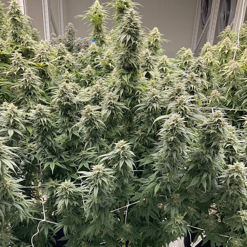 CBD Skunk Haze von Dutch Passion