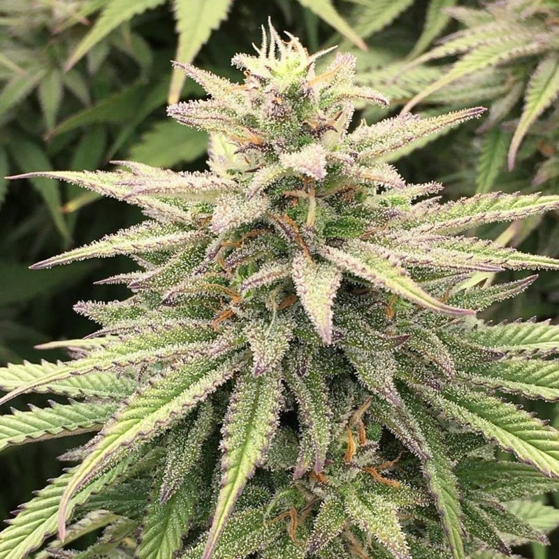 CBD Skunk Haze von Dutch Passion