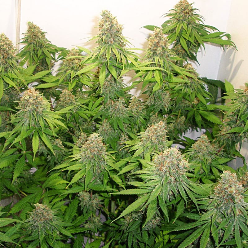 CBD Skunk Haze von Dutch Passion