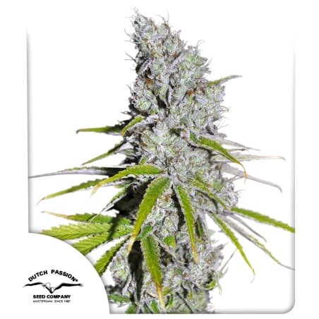 CBD Skunk Haze von Dutch Passion